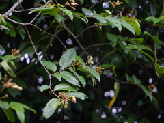 Grewia umbellifera