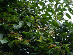 Grewia umbellifera