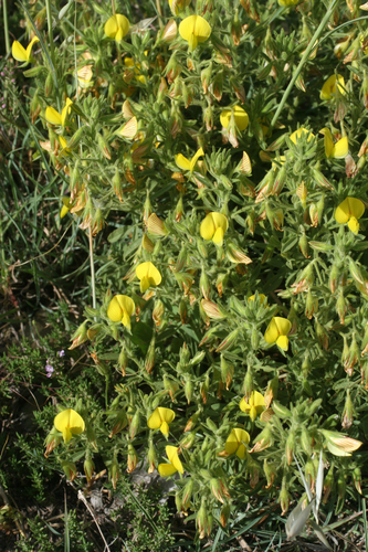 Yellow restharrow (Ononis natrix)