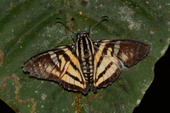 Croniades pieria