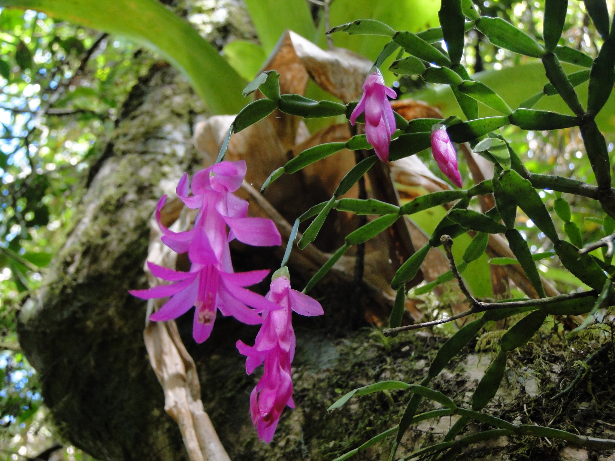 Imagem de Flor-de-maio