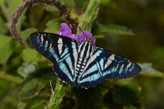 Croniades pieria