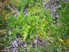 Baccharis caespitosa
