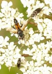 Brullaea ocypteroidea