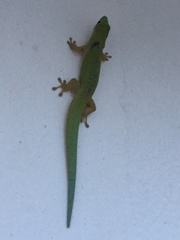 Phelsuma dubia