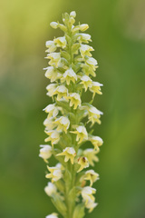 Pseudorchis albida tricuspis