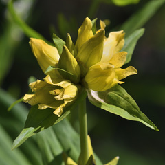 Gentiana burseri villarsii