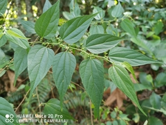Trema cannabina