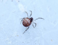 Simitidion simile