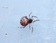 Simitidion simile