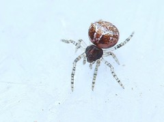 Simitidion simile