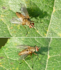 Dexia rustica