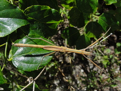Graeffea crouanii