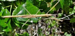 Graeffea crouanii