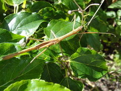 Graeffea crouanii