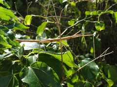 Graeffea crouanii