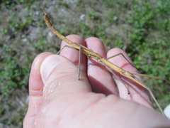 Graeffea crouanii