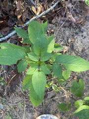 Bidens alba