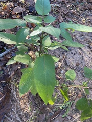 Bidens alba