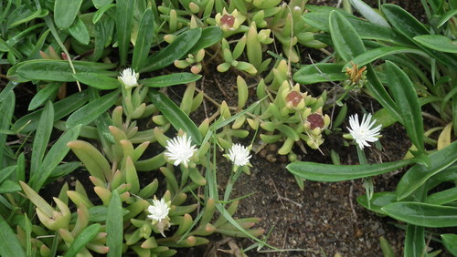 Image of Delosperma caespitosum by (c) Shaun Swanepoel, some rights reserved (CC BY)