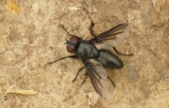 Nyctia halterata