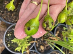 Leucinodes cordalis