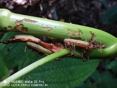 Anthene emolus goberus