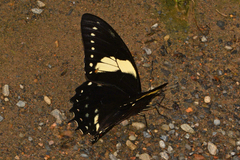 Papilio menatius