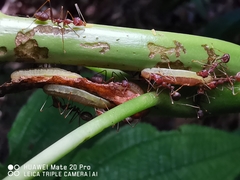 Anthene emolus goberus