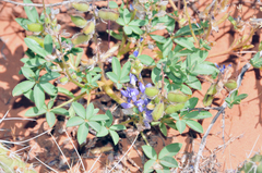 Lupinus pusillus