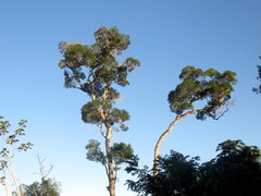 Aspidosperma polyneuron