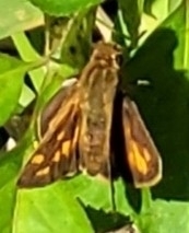 Hylephila phyleus