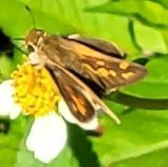 Hylephila phyleus