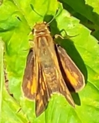 Hylephila phyleus
