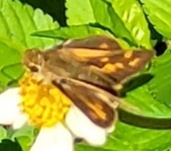 Hylephila phyleus