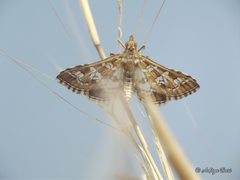 Sameodes