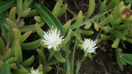 Image of Delosperma caespitosum by (c) Shaun Swanepoel, some rights reserved (CC BY)