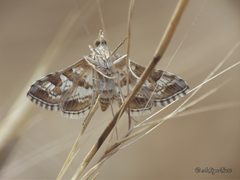 Sameodes