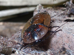 Blaberinae