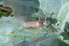 Ephippiger terrestris