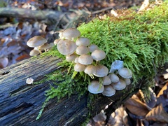 Mycena tintinnabulum
