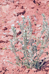 Oreocarya flavoculata