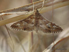 Sameodes