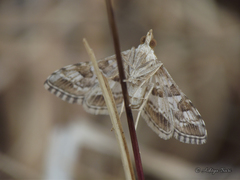 Sameodes
