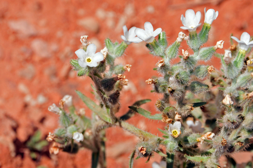 Image of Oreocarya tenuis by (c) Tom Kennedy, some rights reserved (CC BY)