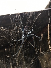 Nephilingis borbonica