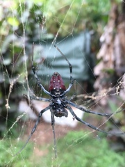 Nephilingis borbonica