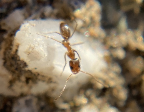 iNaturalist observation photo of Pyramid Ants