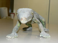 Animalia