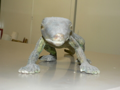 Animalia